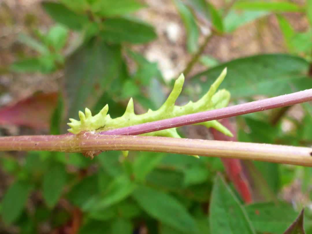 Cauline leaf