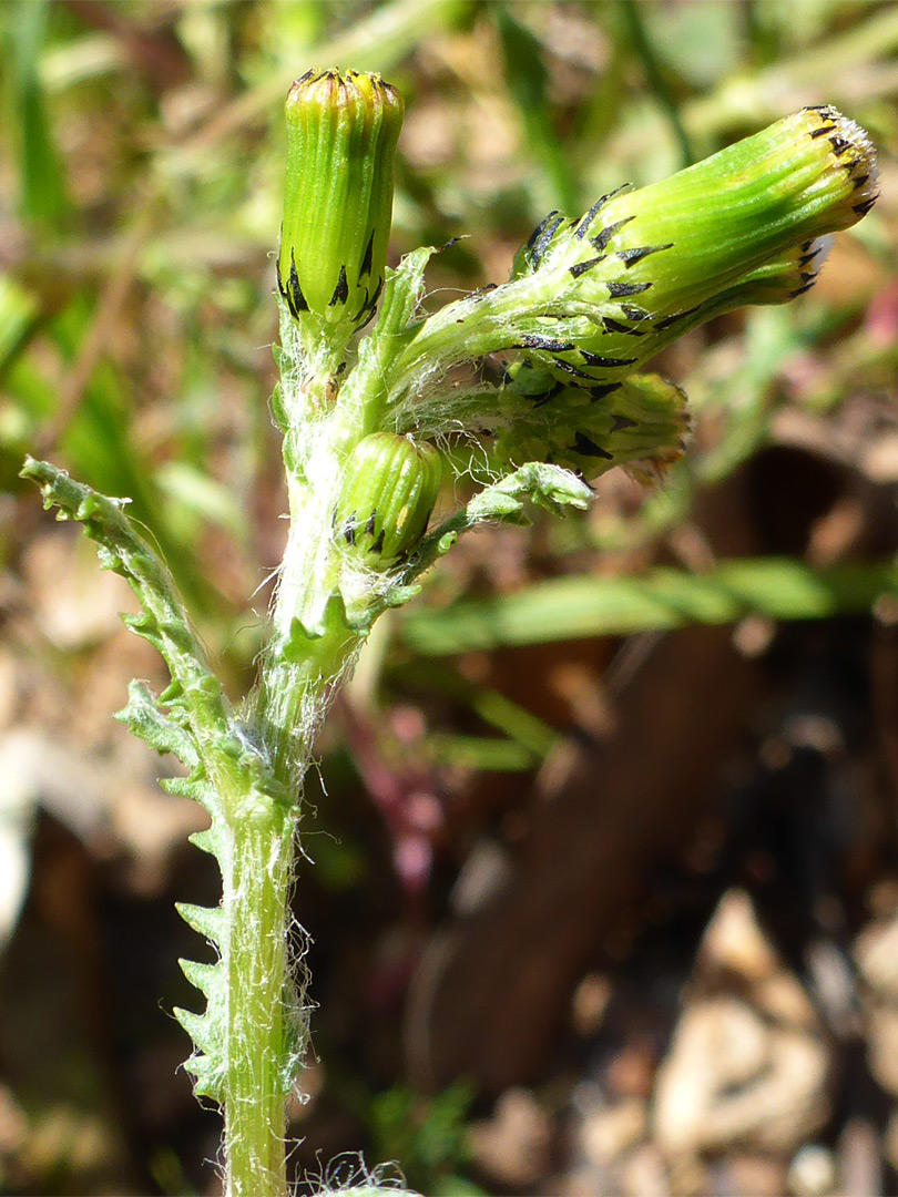 Hairy stem