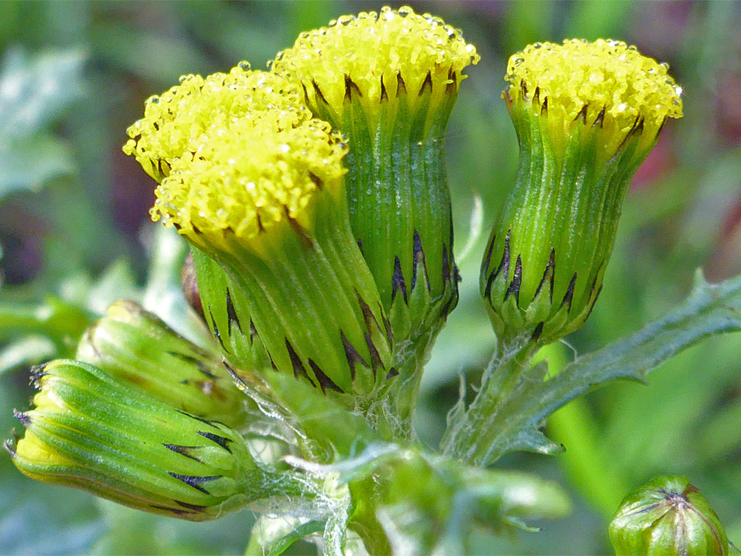 Group of flowerheads