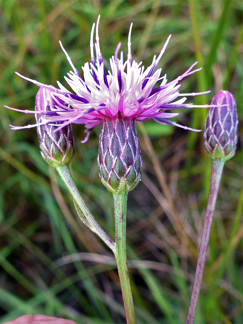 Three flowerheads