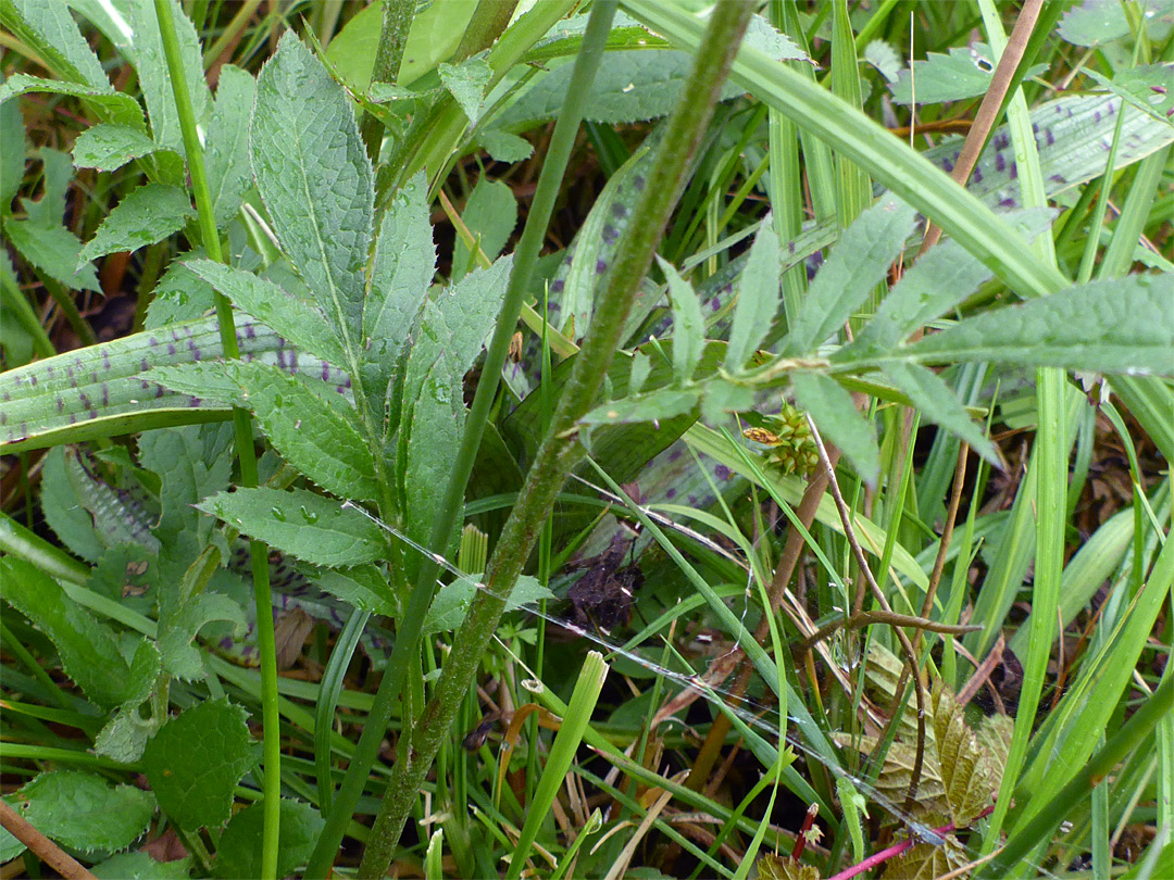 Stem and leaves