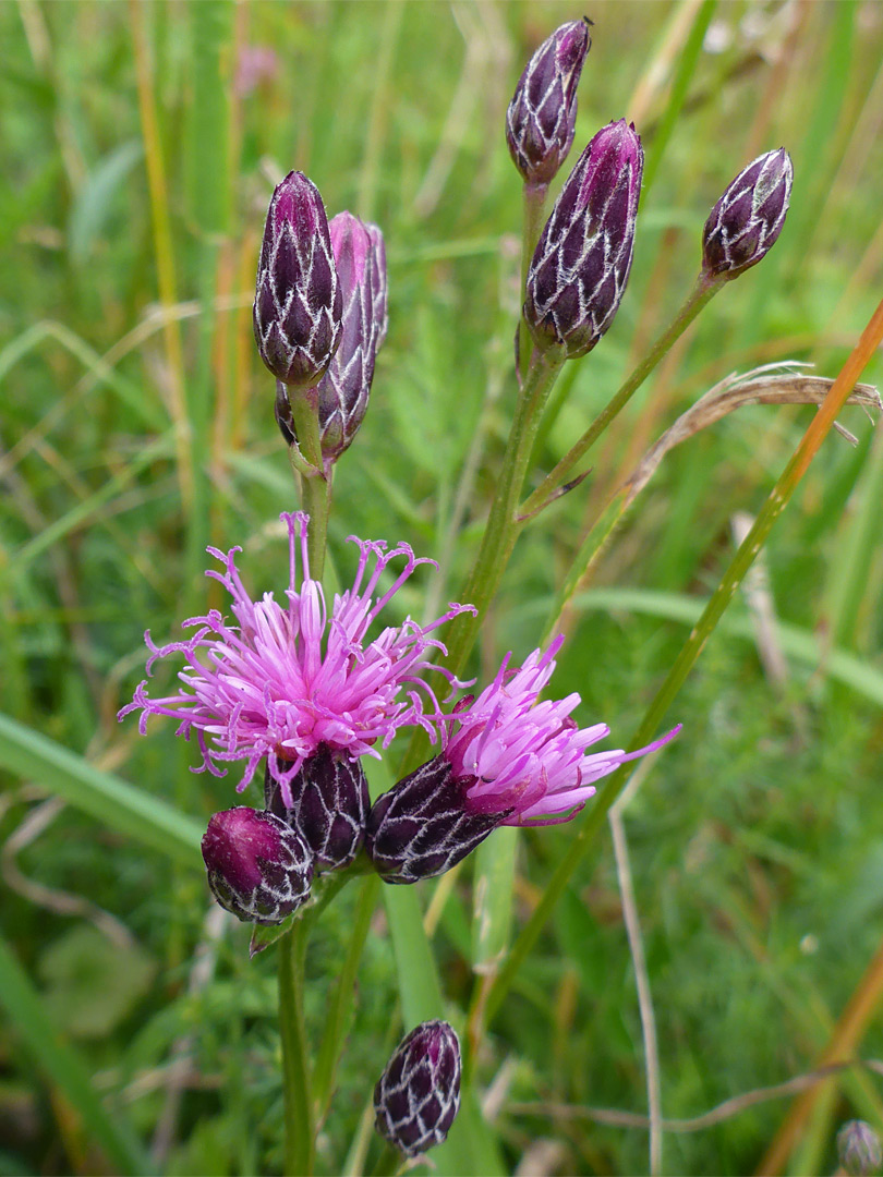 Flowerheads