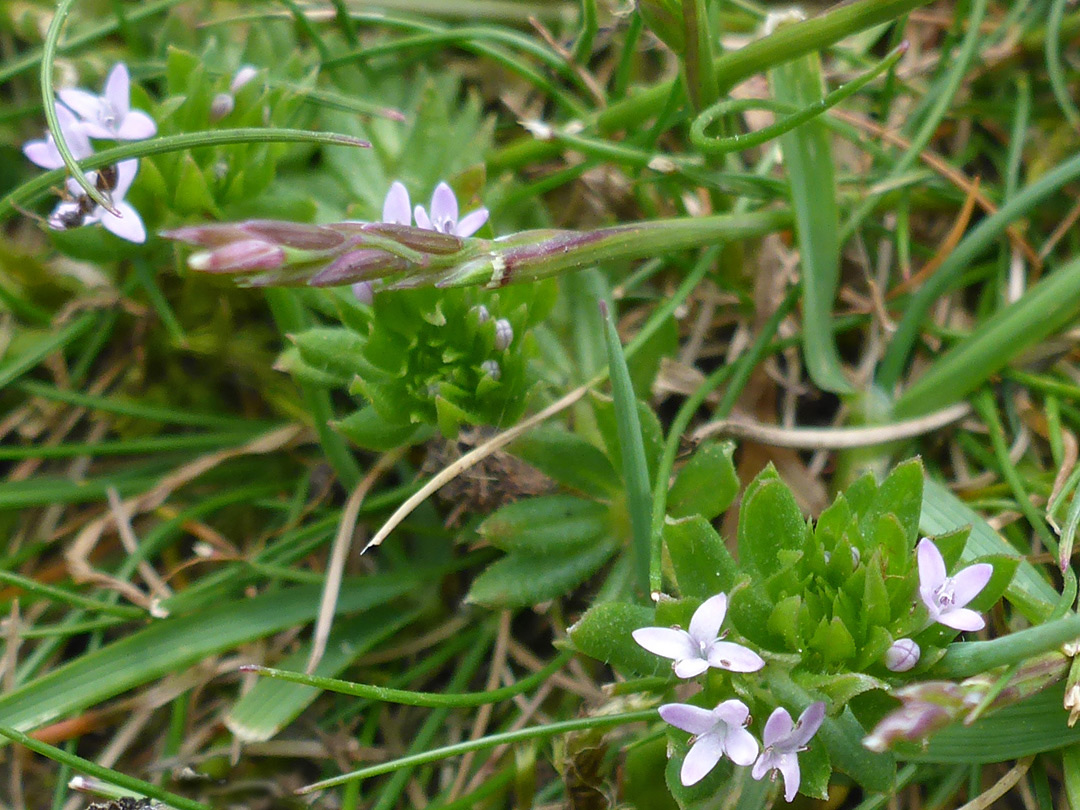 Leaves and flowers