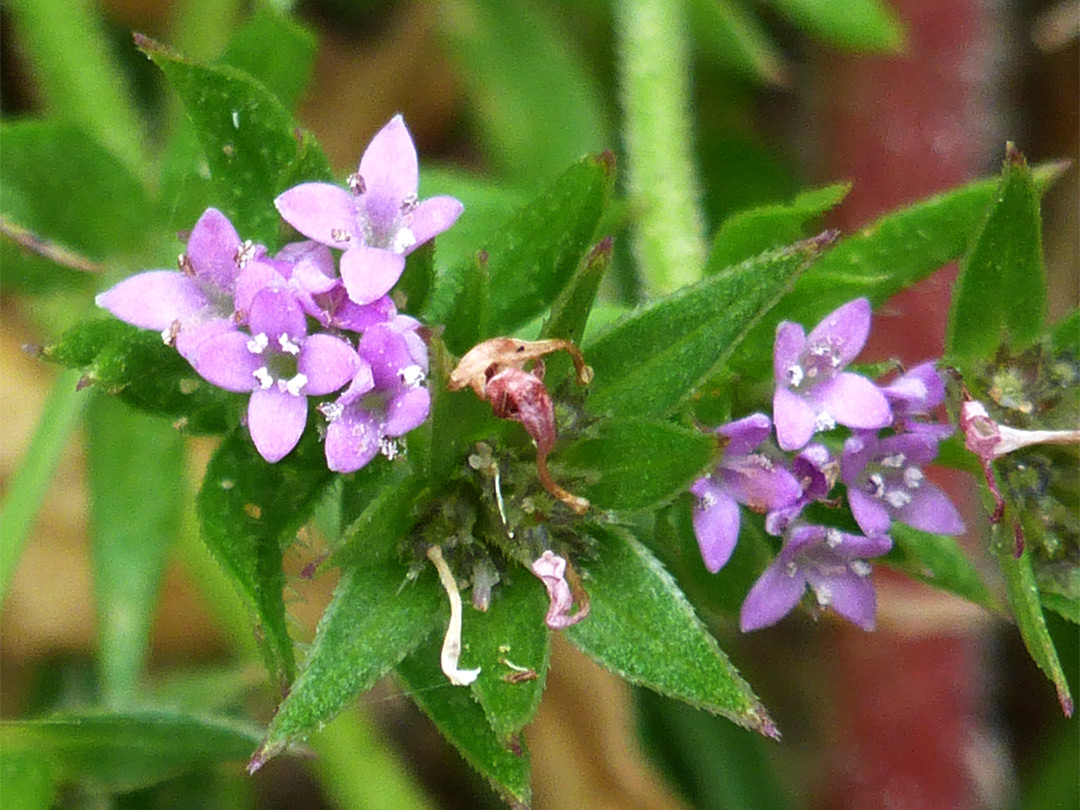 Pink flowers