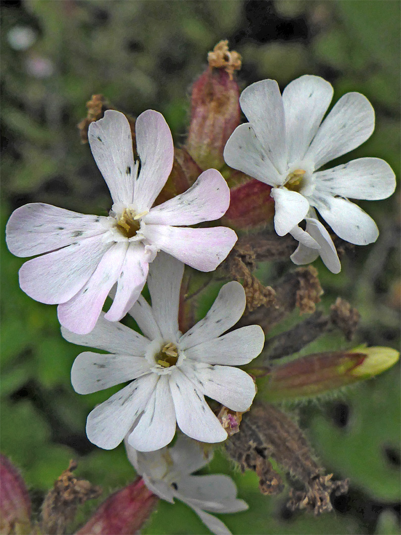 Red campion
