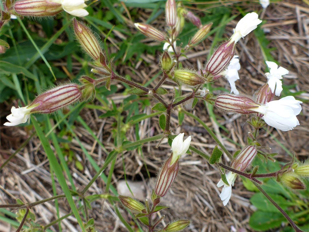 Group of flowers