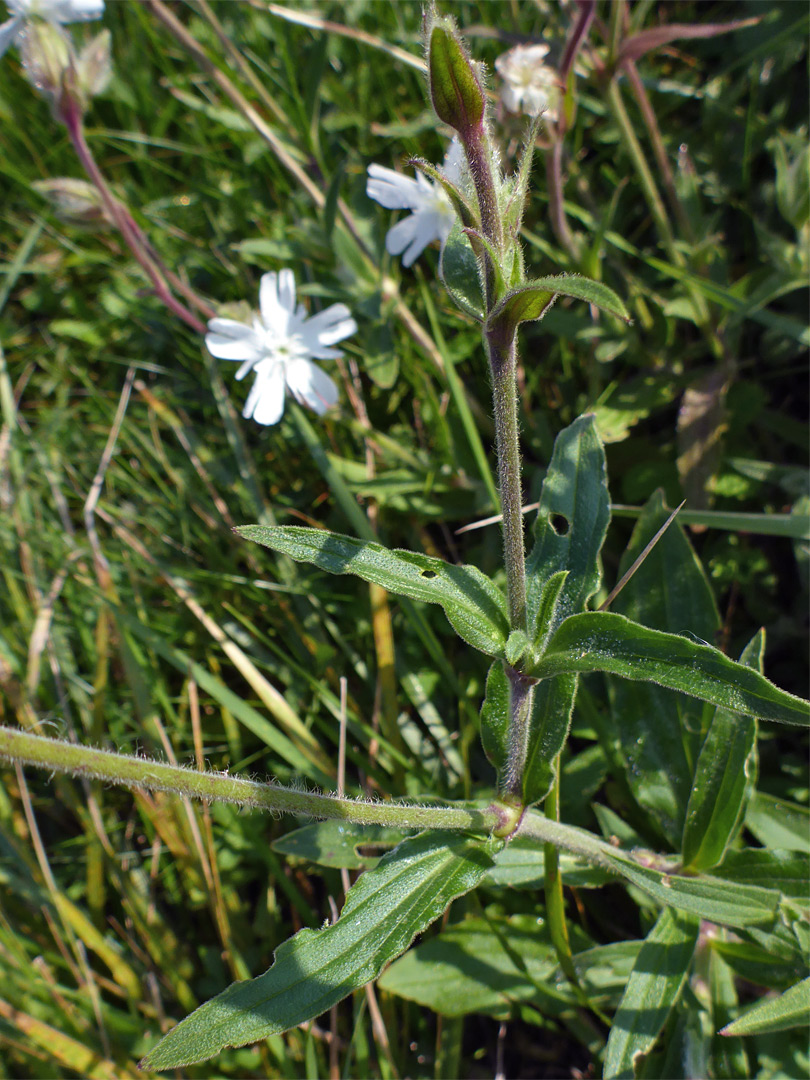 Hairy leaves and stem