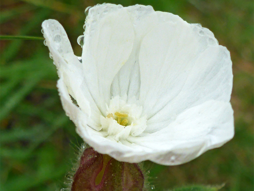 Overlapping petals