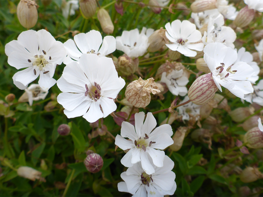 Group of flowers