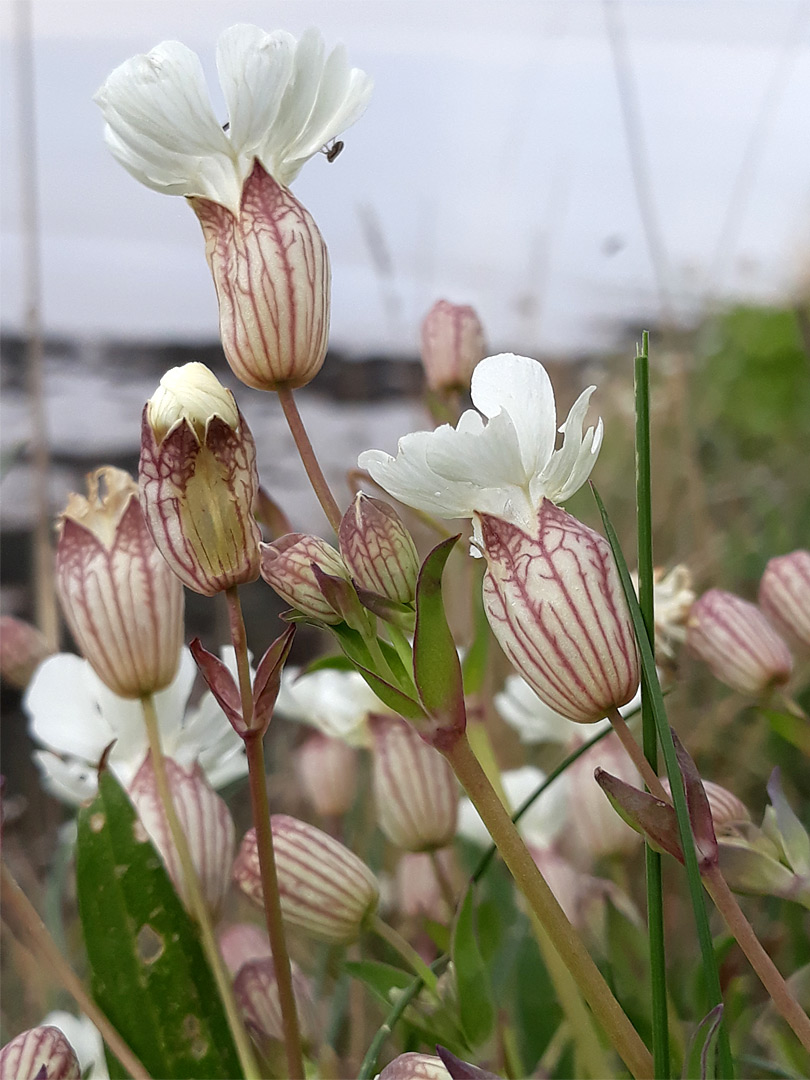 Clustered flowers