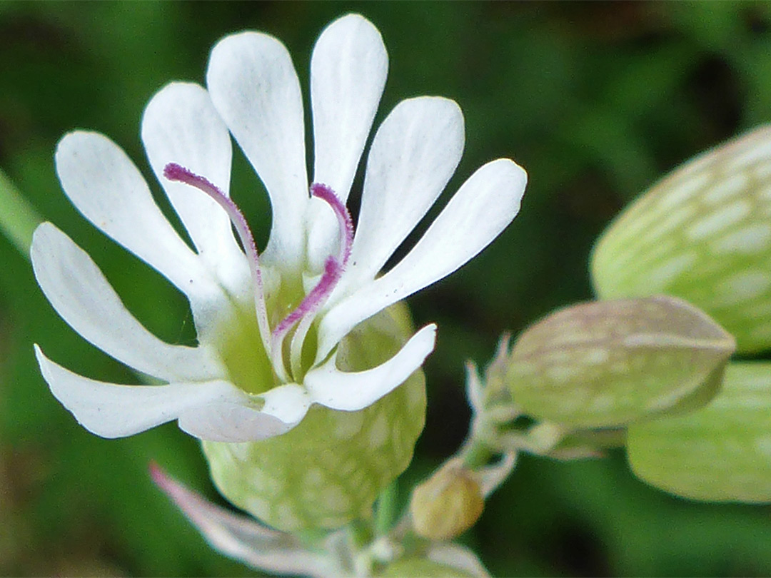 Lobed petals