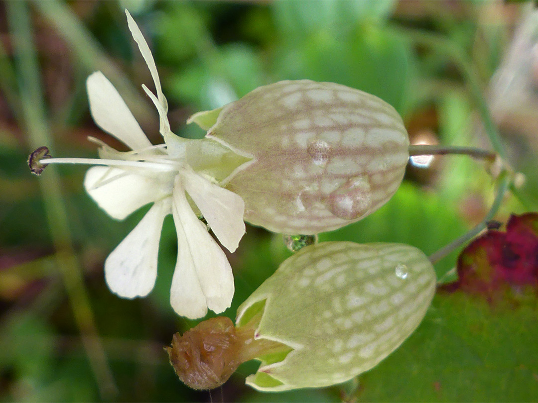 Bladder campion