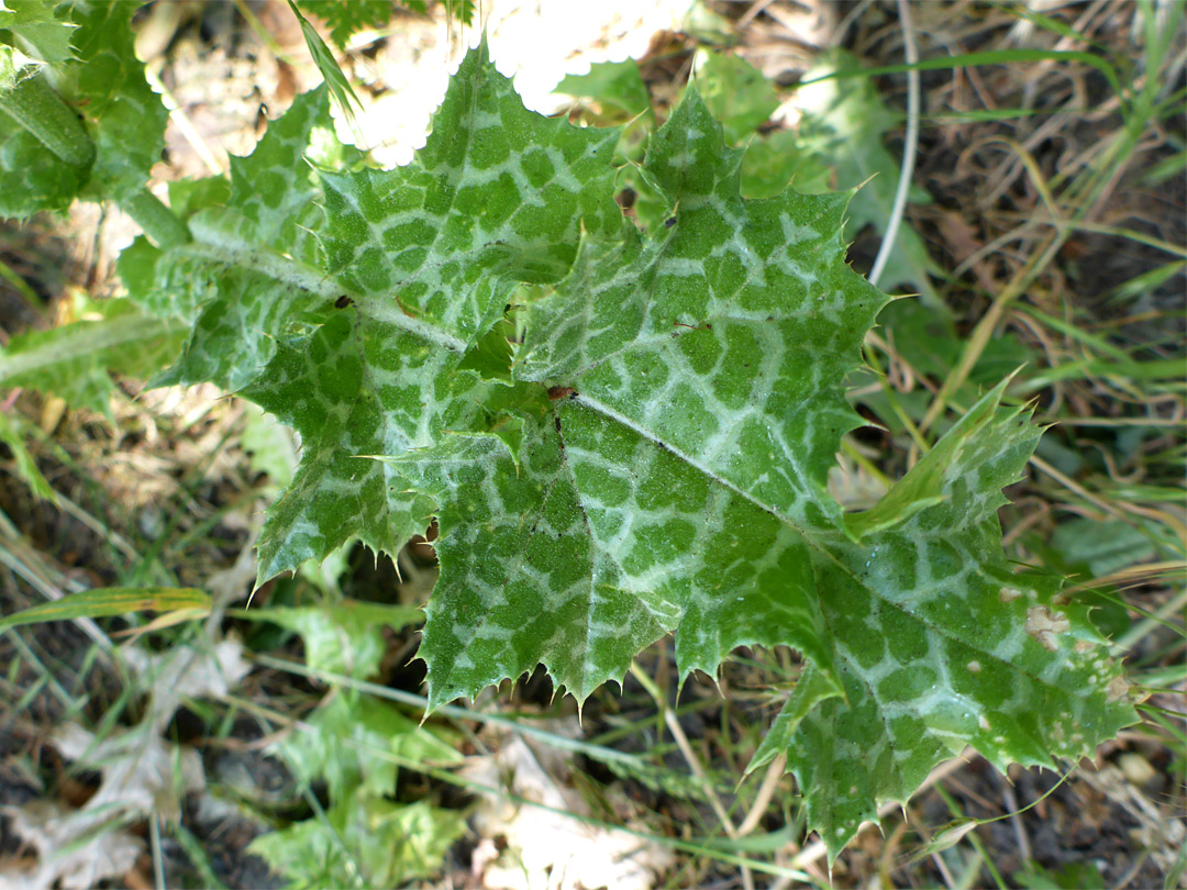 Variegated leaf