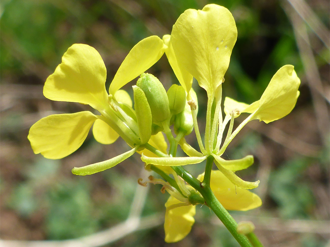 Sepals and petals