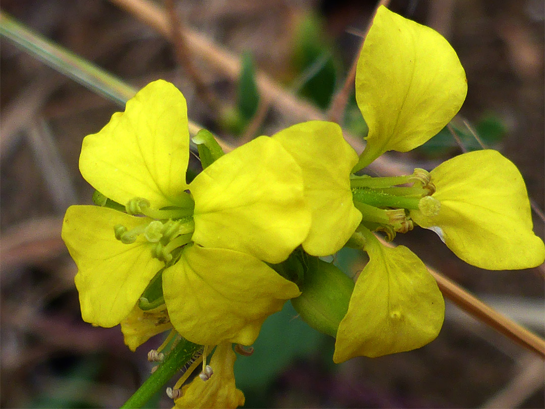 Two flowers