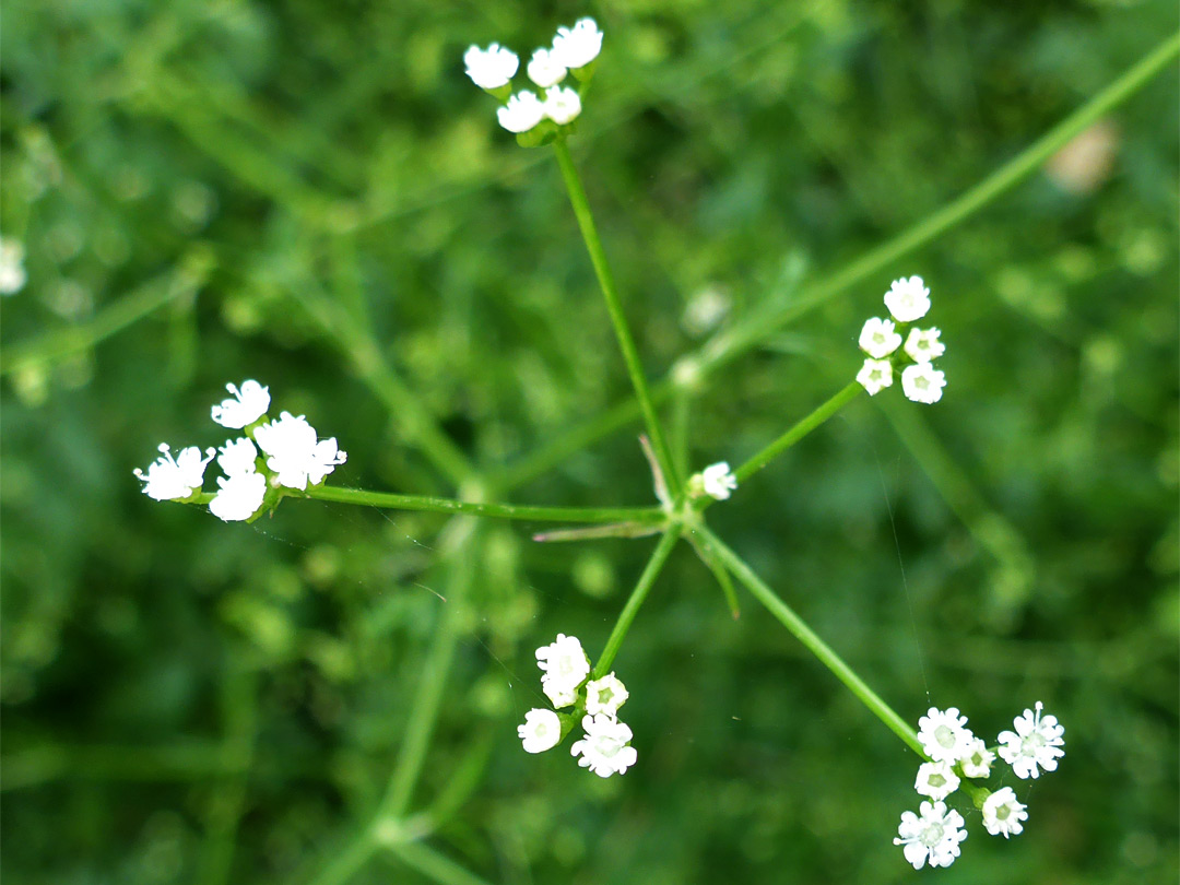 Tiny white flowers