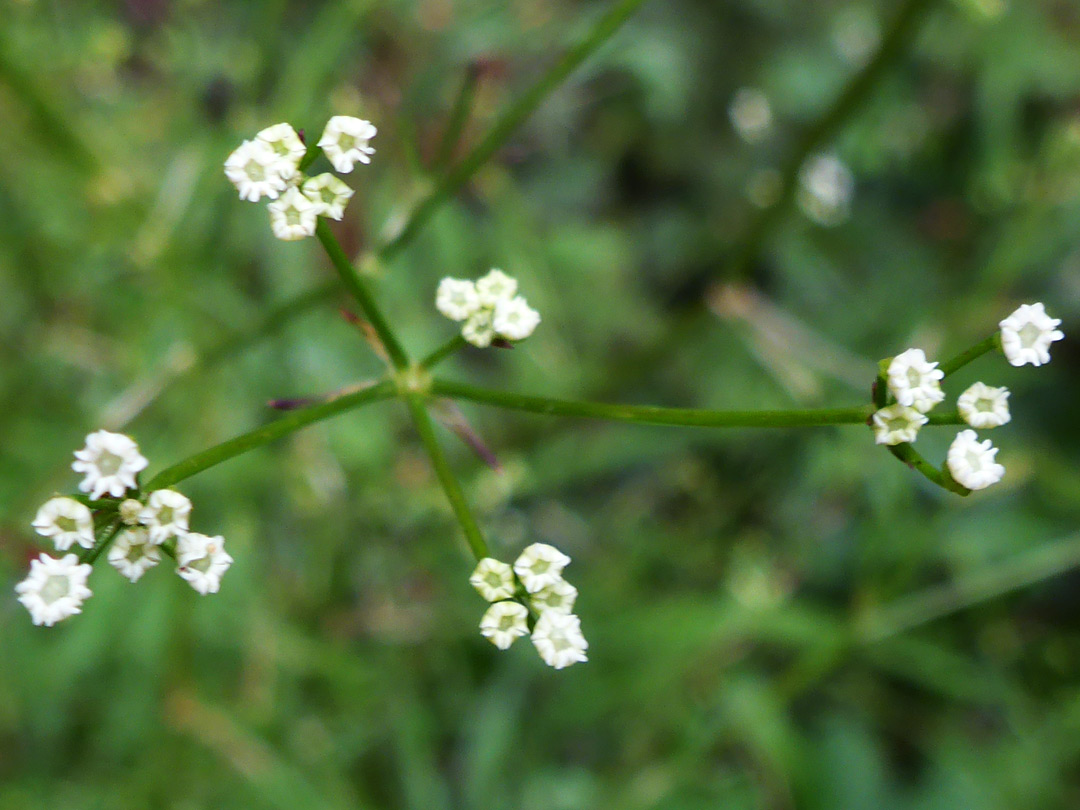 Tiny white flowers