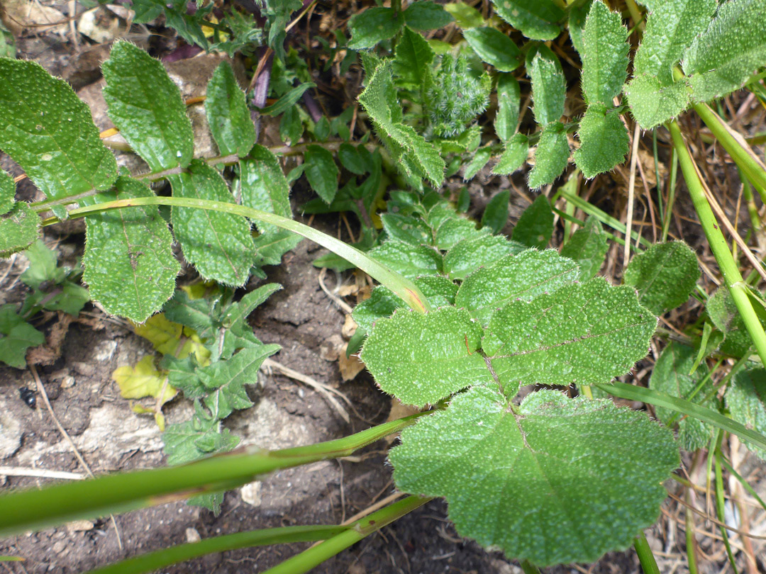 Pinnate leaves