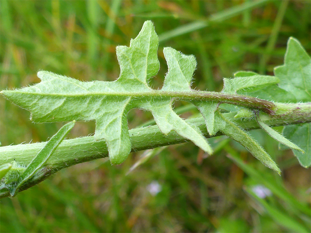 Leaf underside