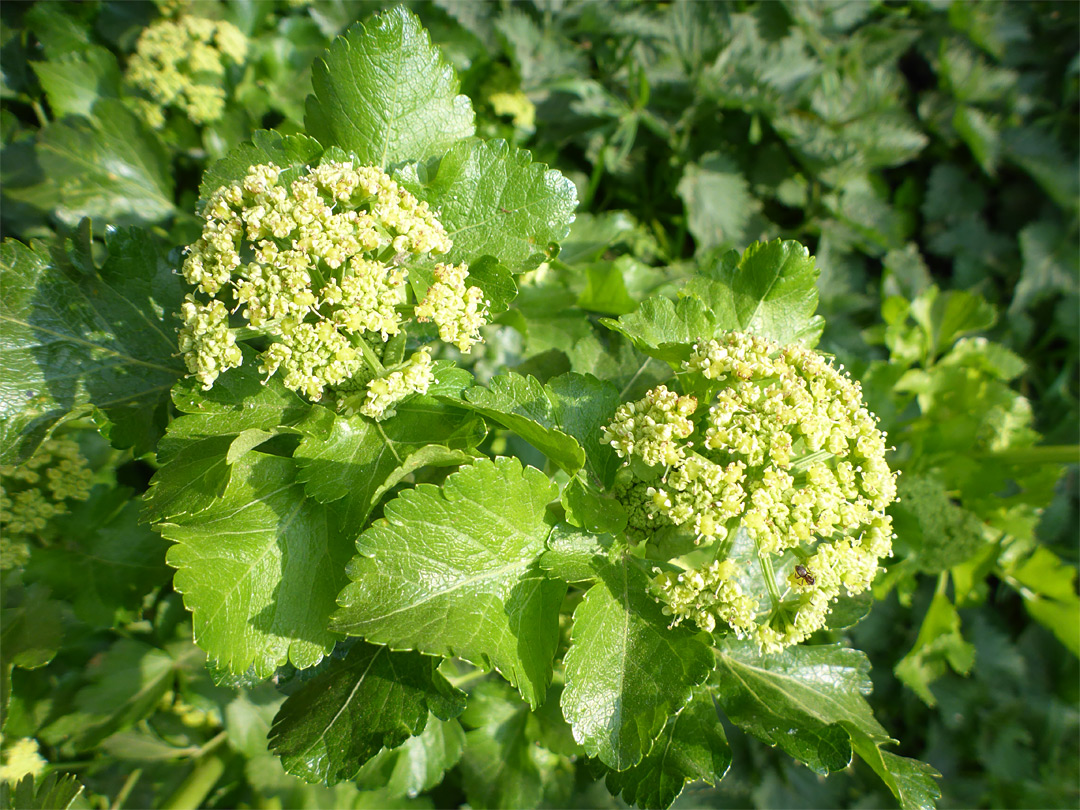 Two flower clusters