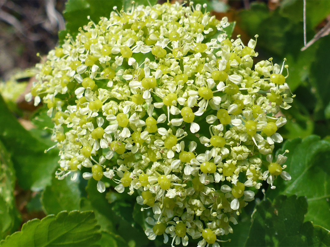 Numerous flowers