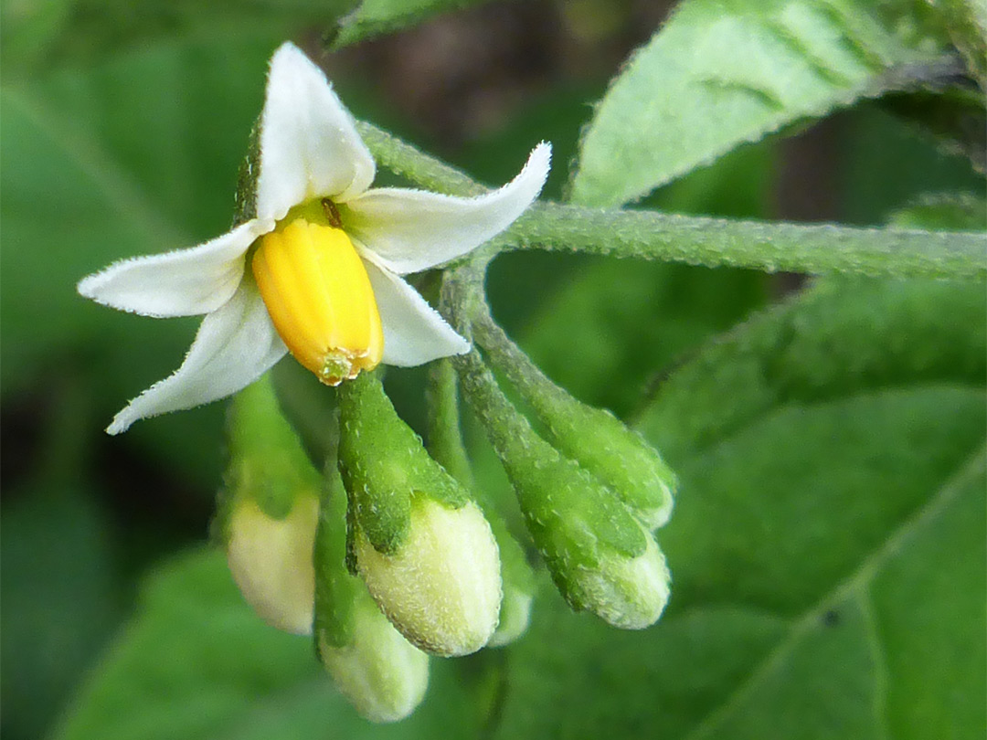 White flower