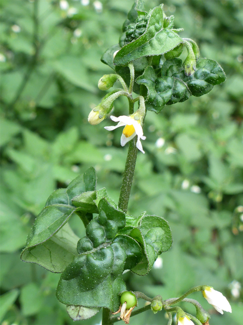 Flowers and upper stem leaves