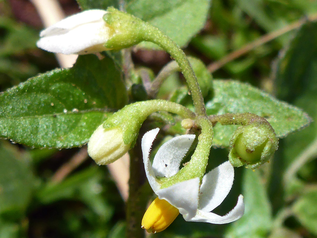 Flower and buds