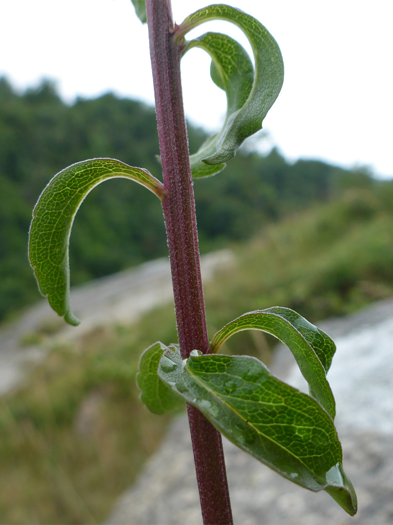 Alternate leaves