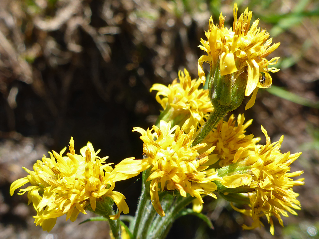 Cluster of flowerheads