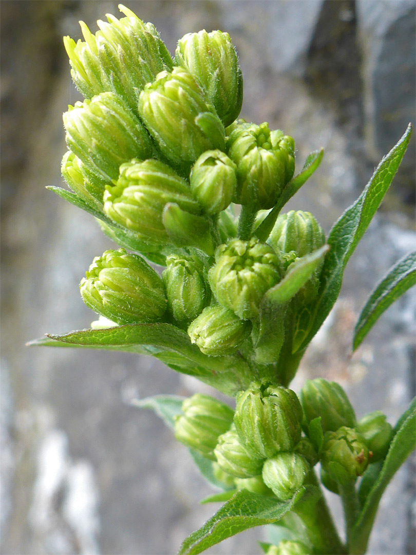 Greenish buds