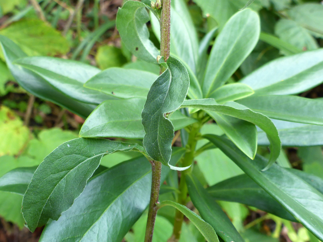 Stem and leaves