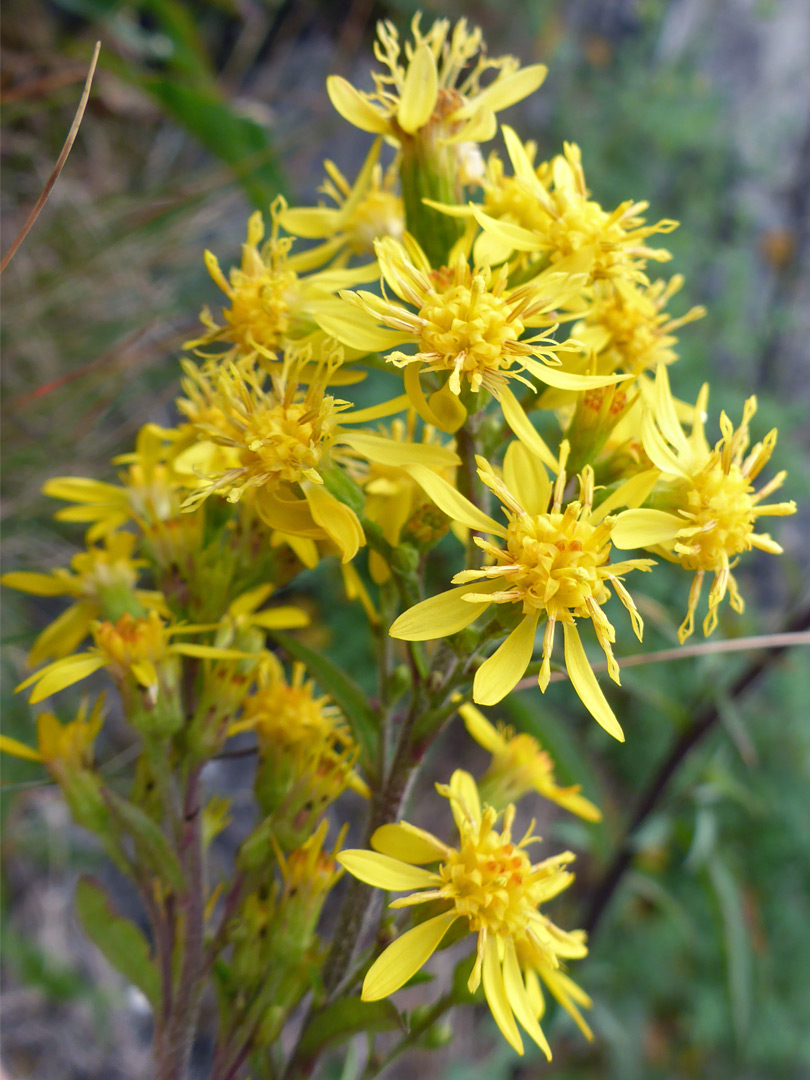 Inflorescence