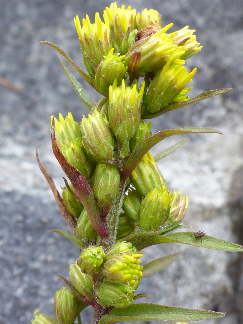 Developing flowerheads