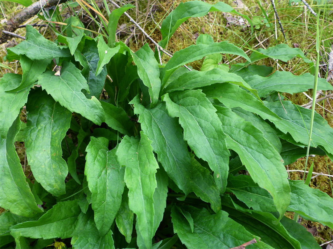 Clustered leaves