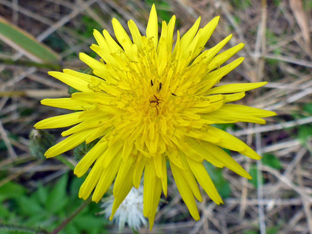 Narrow ray florets