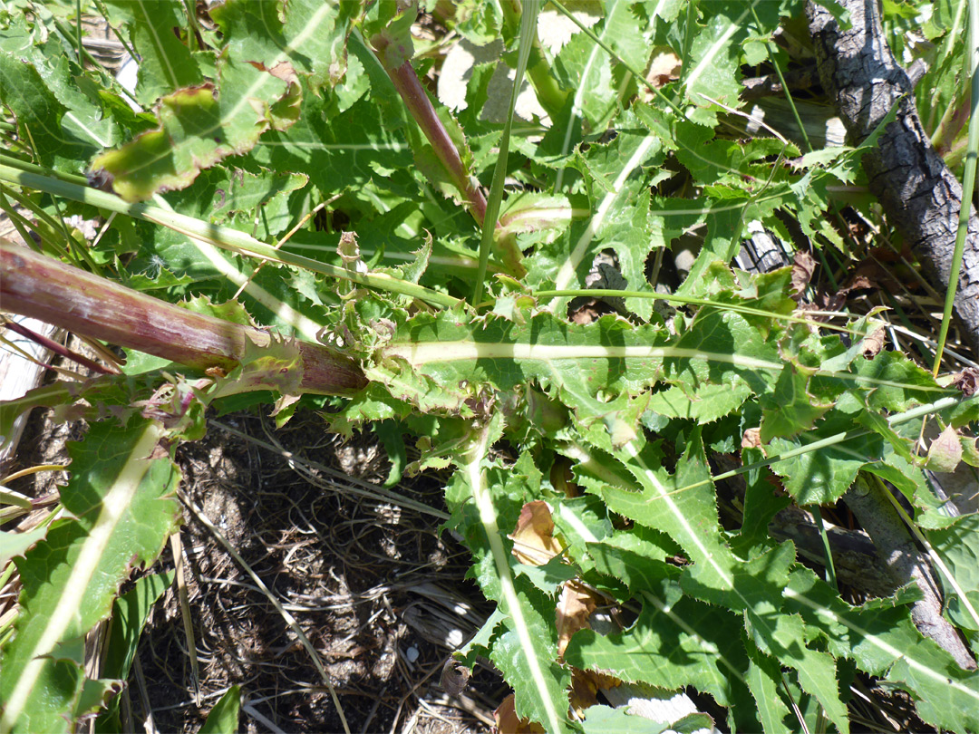 Stem and leaves