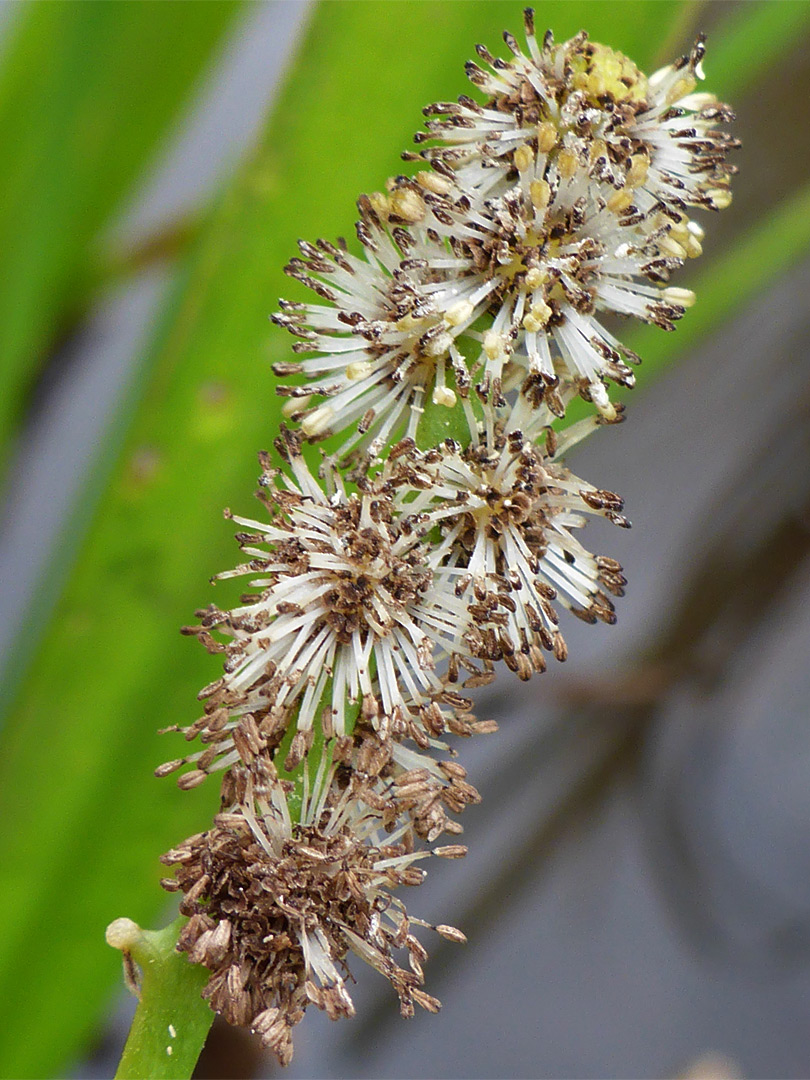 Many stamens