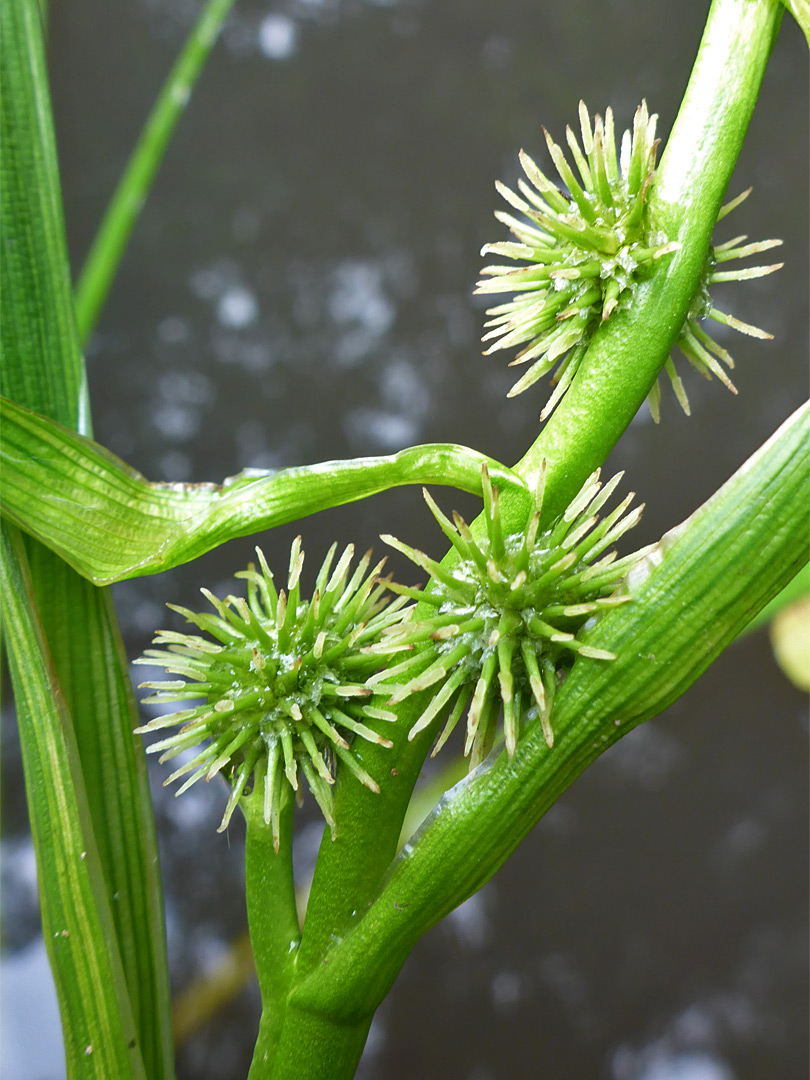 Three flower clusters