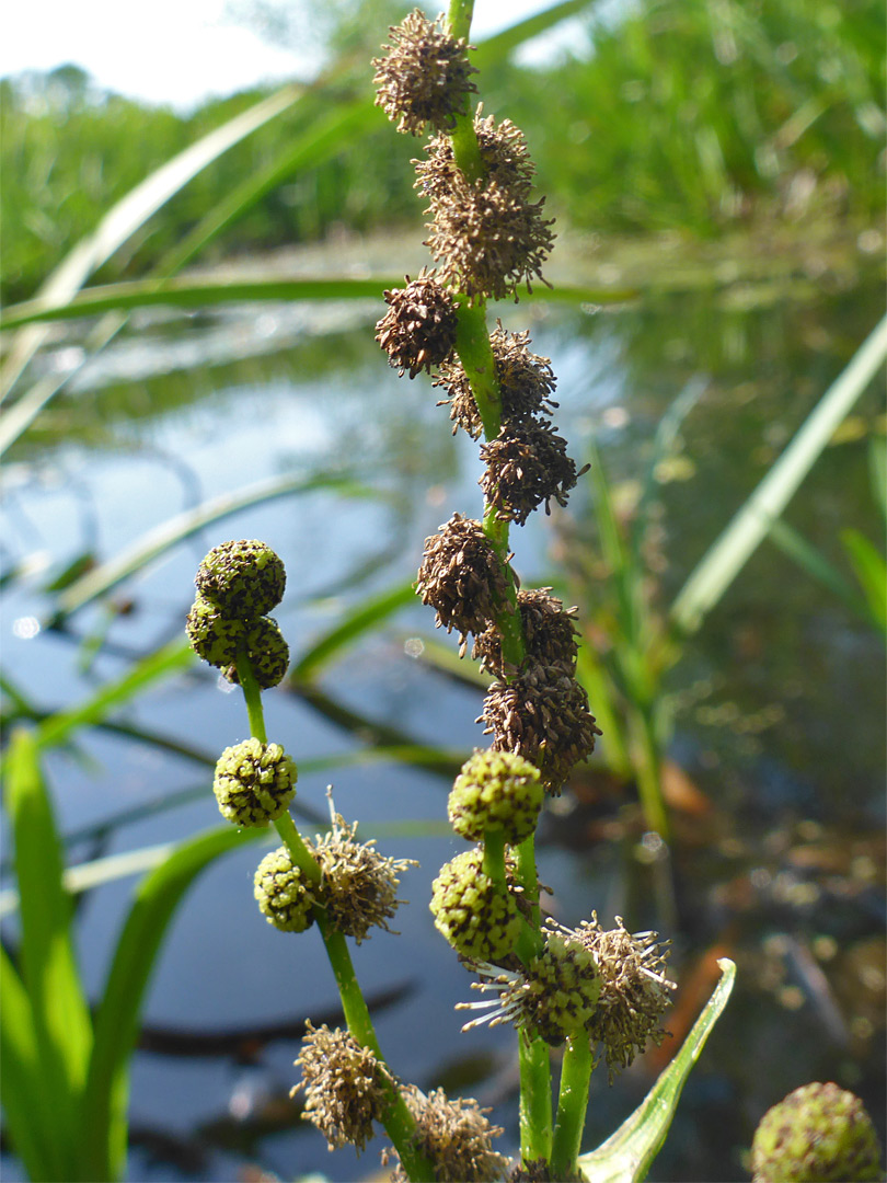 Branched inflorescence