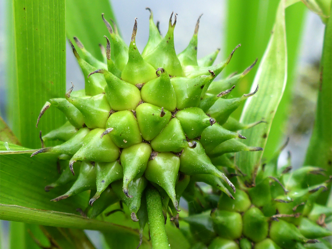 Branched bur-reed