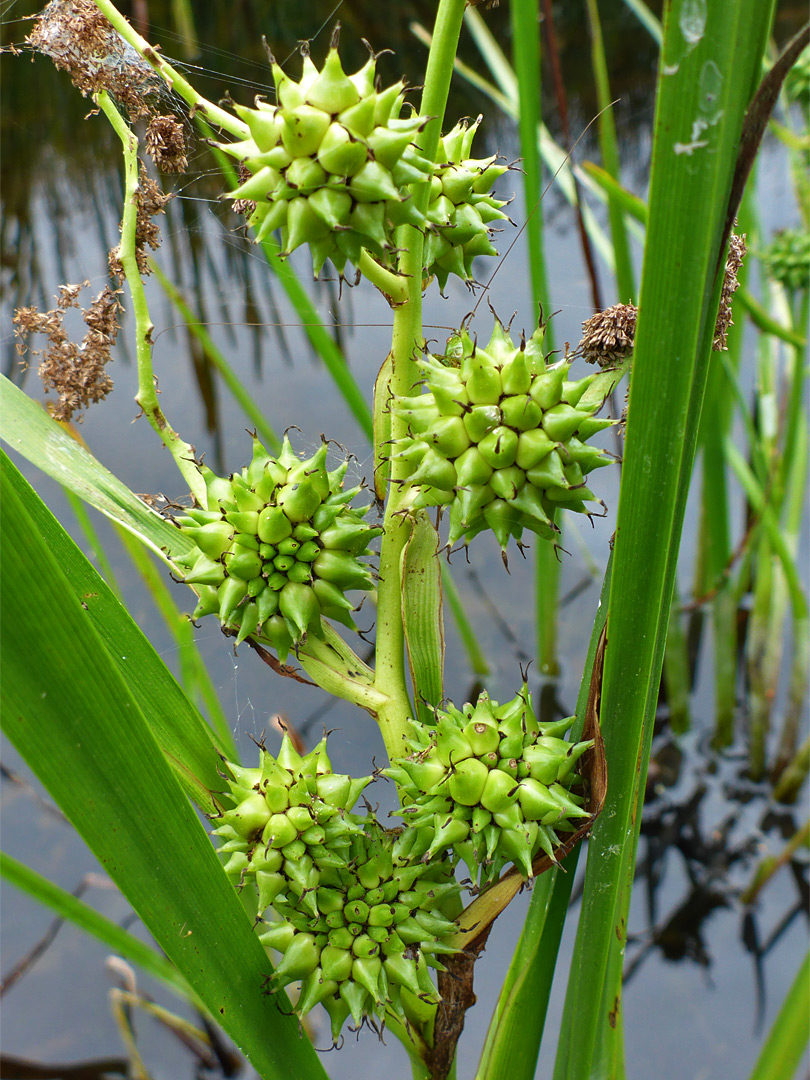 Branched bur-reed