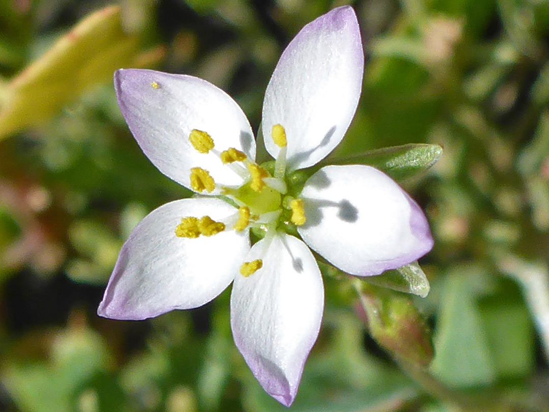 Pale pink petals