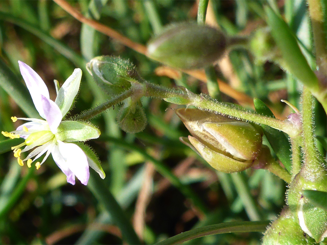 Glandular stems