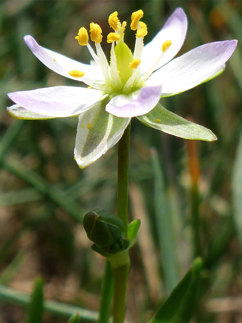 Petals and sepals