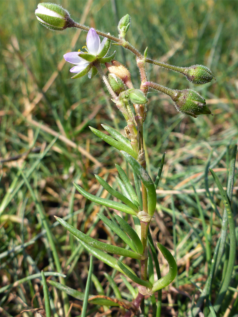 Flowering stem