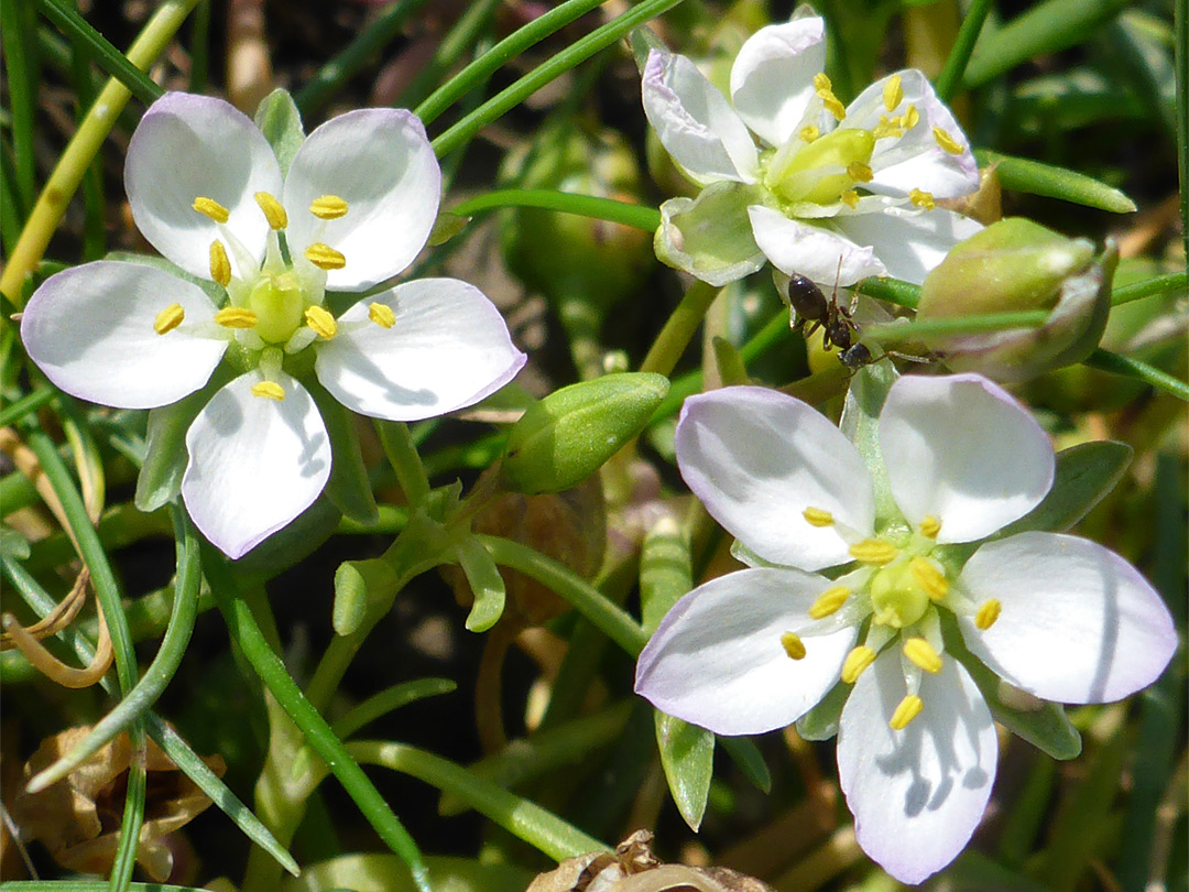 Three white flowers