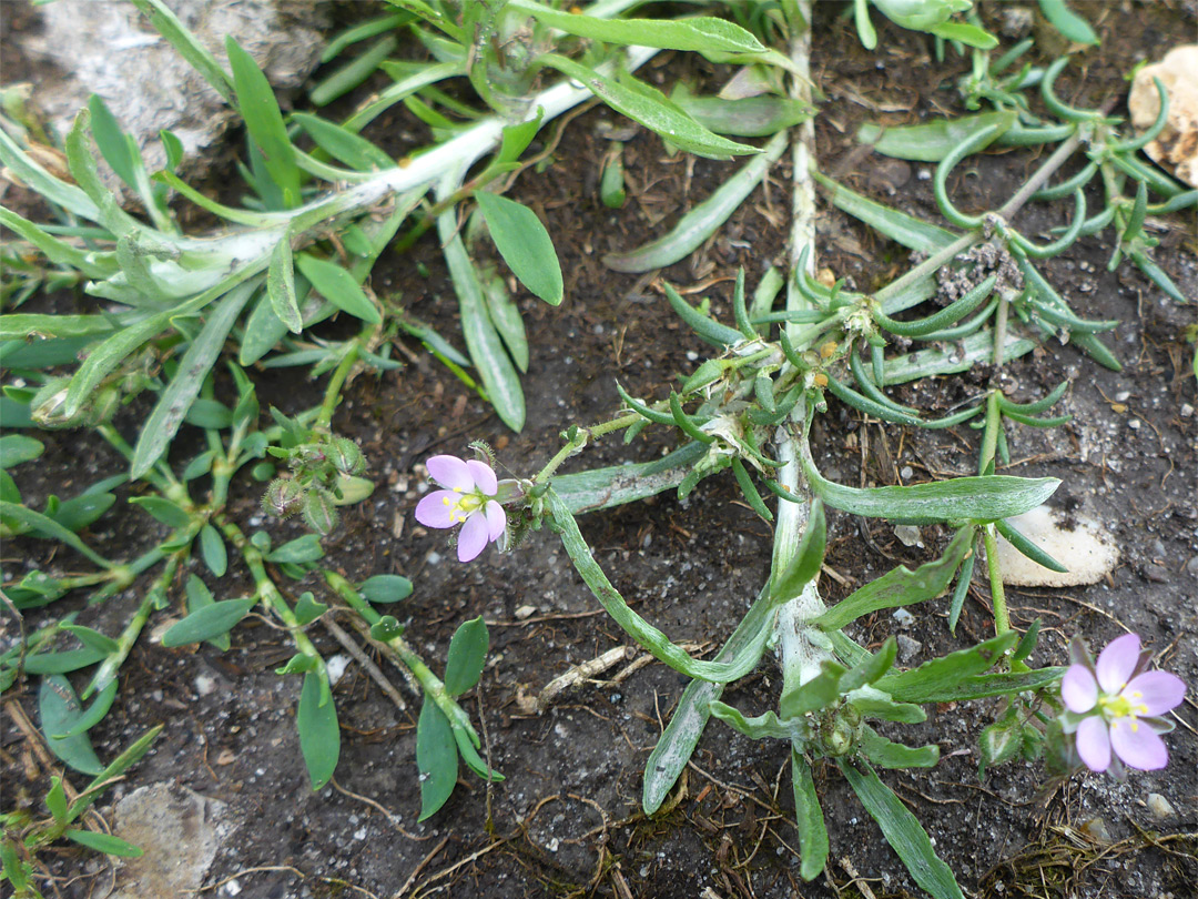 Prostrate stems