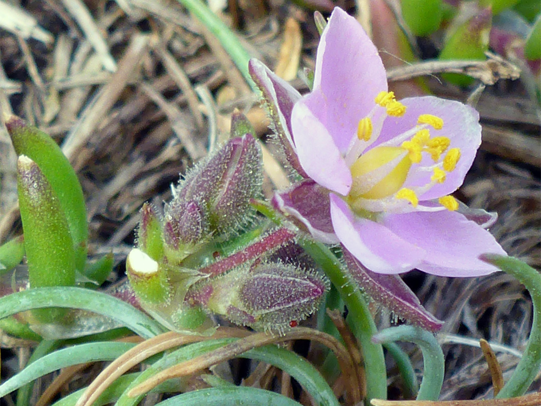 Pale pink flower