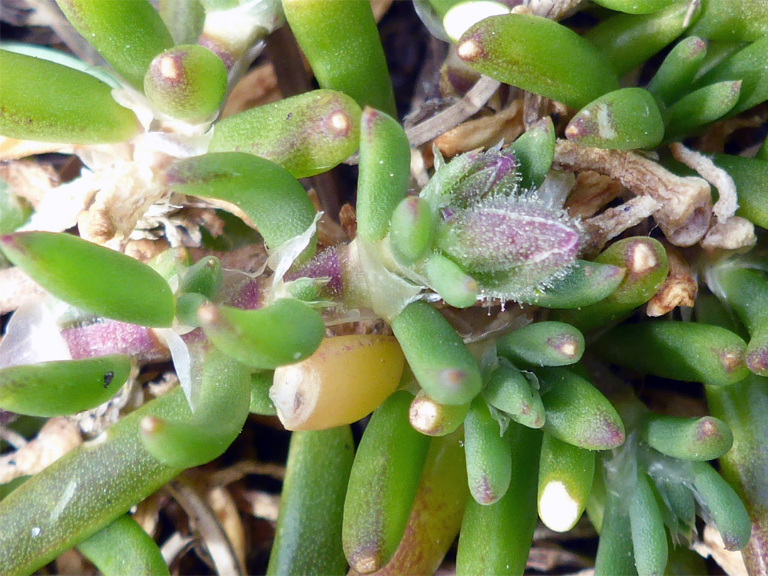 Succulent leaves